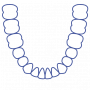 dental_arch_lower_permanent.png