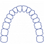 dental_arch_upper_permanent.png